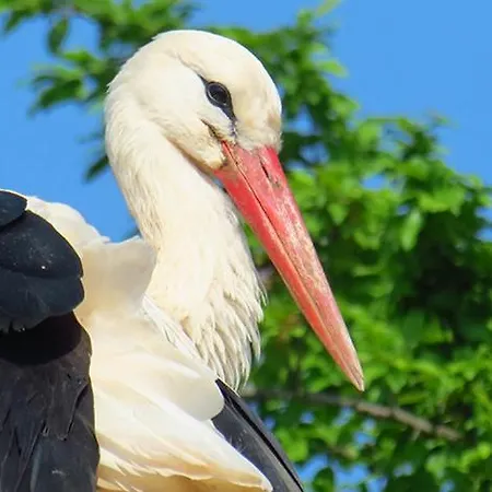 Apartman Du Sabotier